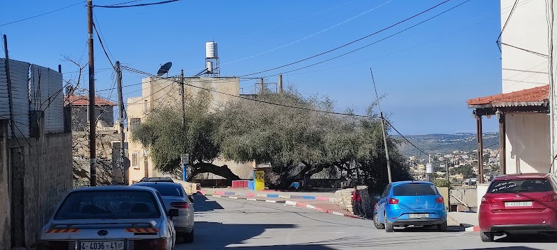شجرة السدرة التاريخية