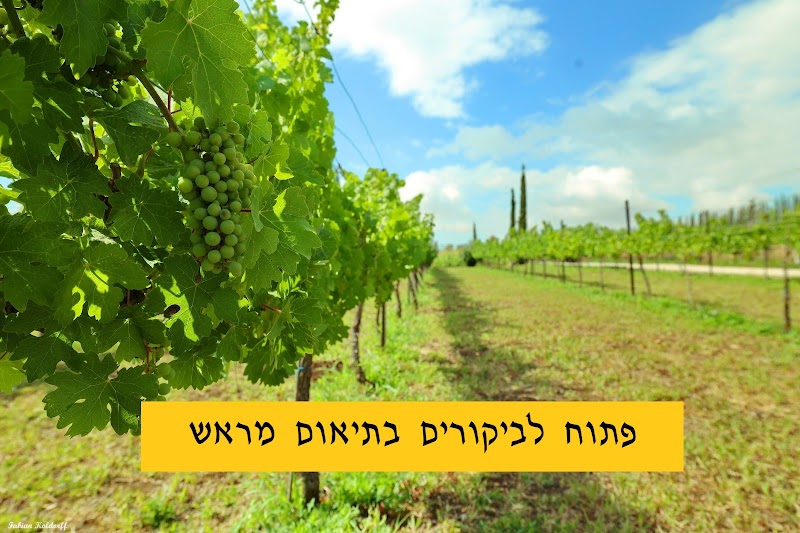 יקב אלבר