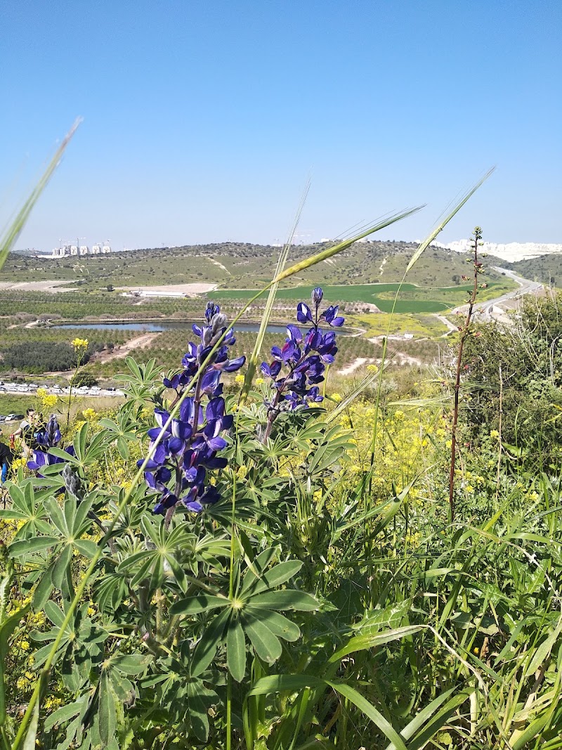 תל שוכה - גבעת התורמוסים