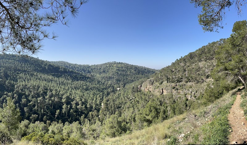 יער הקדושים