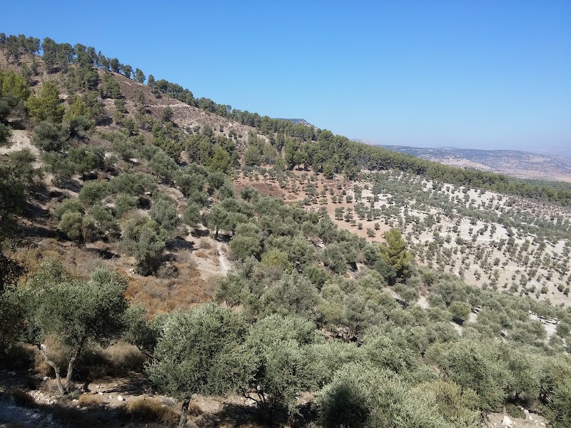 יער ביריה