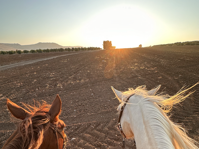 חוות לב הגליל - טיולי רכיבה על סוסים - Heart of Galilee Ranch - Horseback Riding