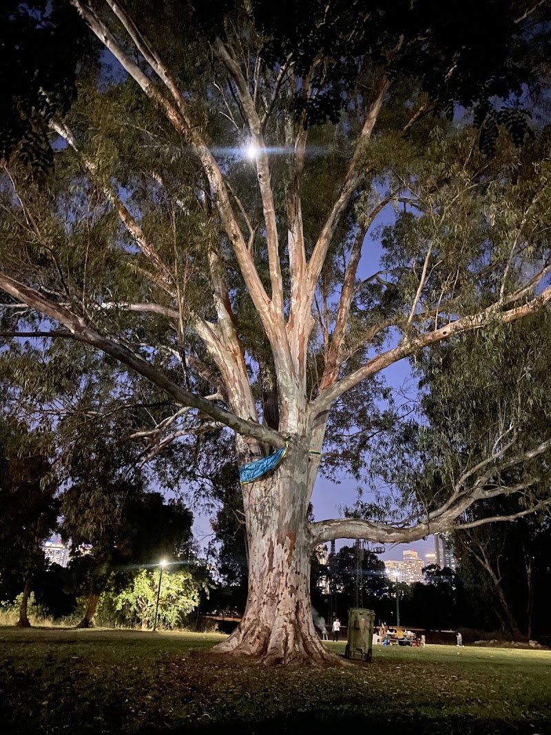 Boris' Tree - העץ של בוריס