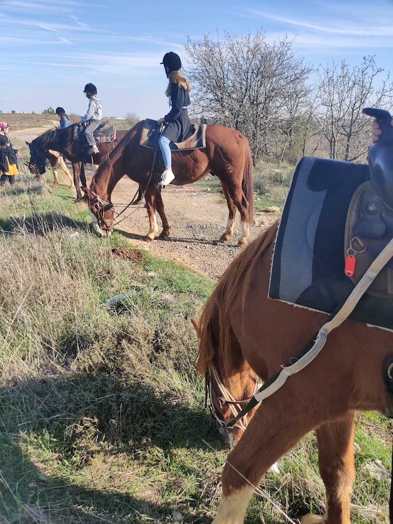 חוות הסוסים בית אל Beit El Horse farm