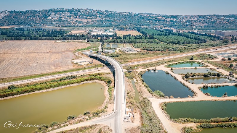 דגי מעיין צבי